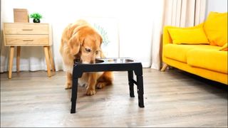 Comedero doble para perros