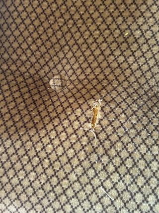 Tresillo: Sofá y 2 sillones individuales