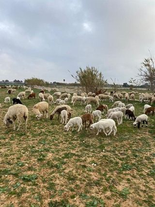 Casa rural en venta en Las Tres Piedras - Costa Ballena en Chipiona