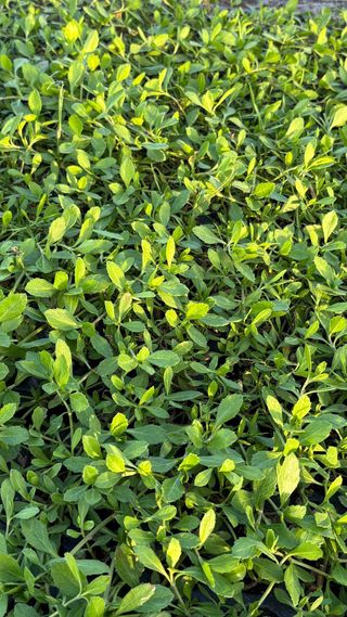 Vendita all’ingrosso di prati