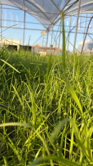 Vendita all’ingrosso di prati