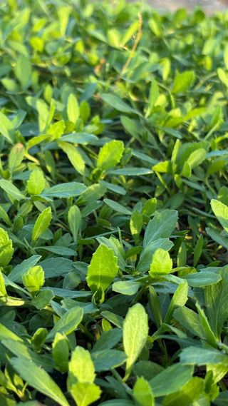 Vendita all’ingrosso di prati