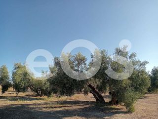 Terreno en venta en Navas de San Juan