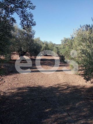 Terreno en venta en Navas de San Juan