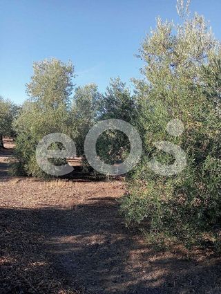 Terreno en venta en Navas de San Juan