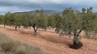 Terreno en venta en Monóvar/Monòver