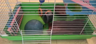 Jaula para roedores o pájaros.