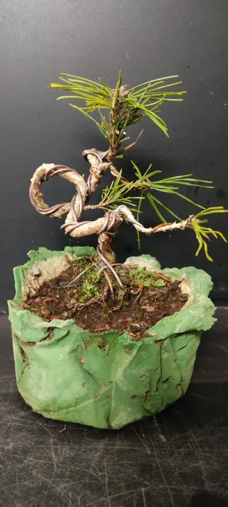 Bonsái Pino Sylvestri
