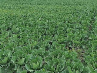 Terreno en venta en Almàssera