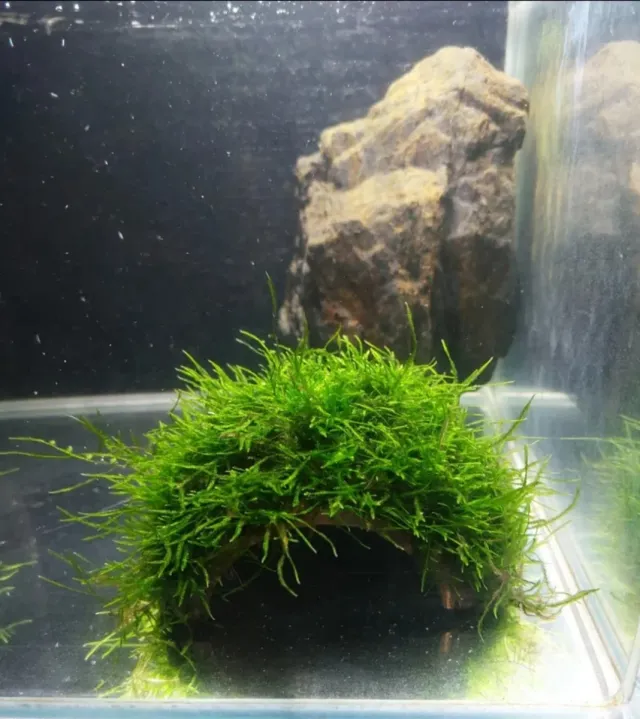 coco cueva con musgo para acuario