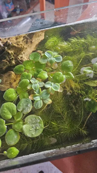 Plantas flotantes acuática, lechuga y Limnobium