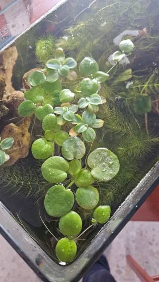 Plantas flotantes acuática, lechuga y Limnobium