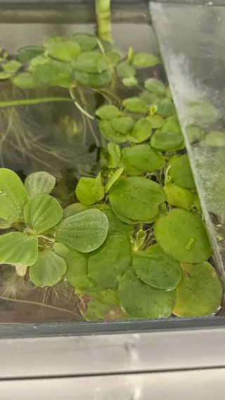 Plantas flotantes acuática, lechuga y Limnobium