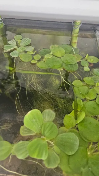 Plantas flotantes acuática, lechuga y Limnobium
