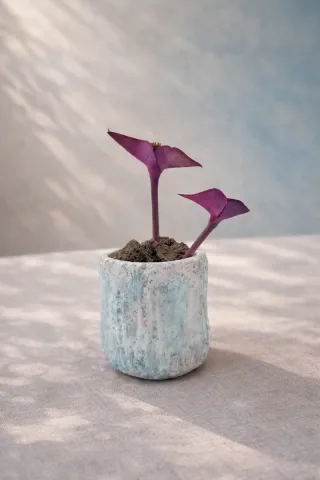 Maceta de cemento azul y rosa