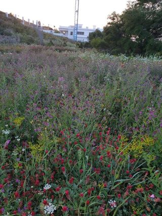 Solar en venta en Sotogrande Alto en San Roque