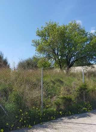 Terreno en venta en Can Picafort en Santa Margalida