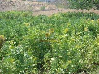 Nave industrial en venta en Huércal-Overa