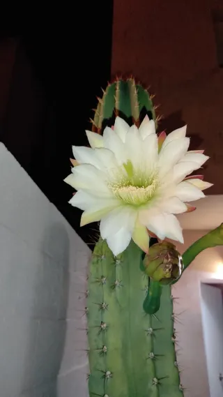 Cactus Mandacaru Flor Blanca