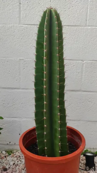 Cactus Mandacaru Flor Blanca