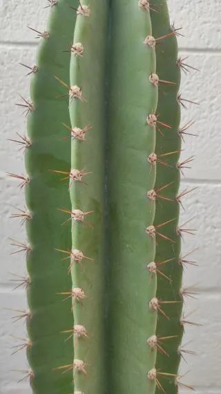 Cactus Mandacaru Flor Blanca