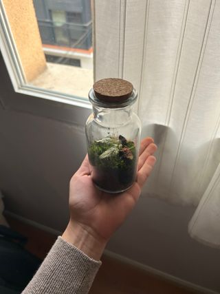 Terrario mini plantas tropicales