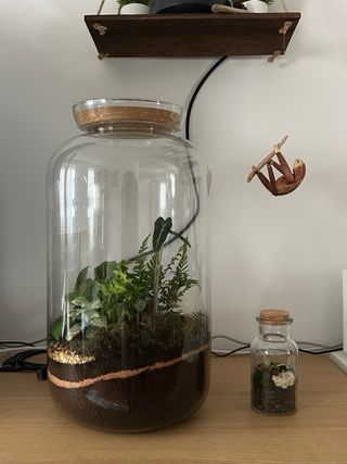 Terrario mini plantas tropicales