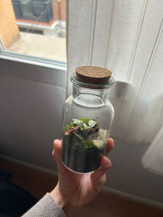 Terrario mini plantas tropicales