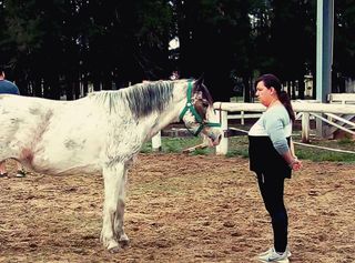 Cursos y clases Conexión con Caballos