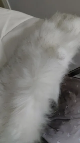 Capota Polipiel Bugaboo Camaleon 3