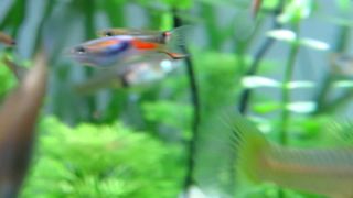 10 Plantas Acuario Naturales - 2 Tipos