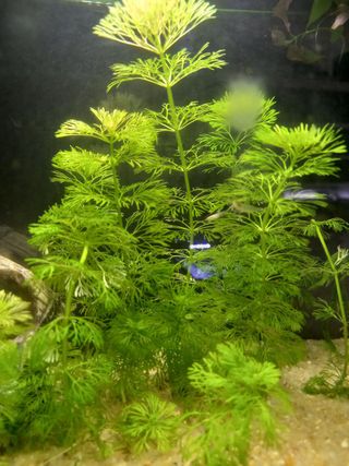 10 Plantas Acuario Naturales - 2 Tipos