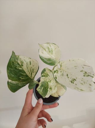 Planta E. Happy Leaf