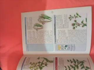 Plantas (1€)