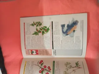 Plantas (1€)