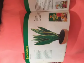 Plantas (1€)