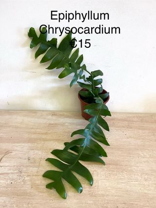 Epiphyllum Chrysocardium