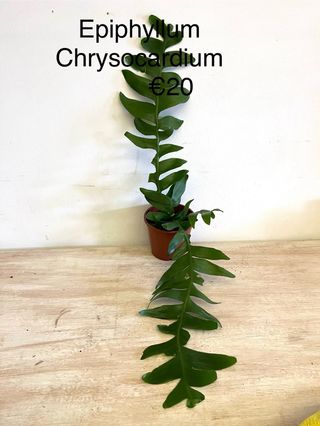 Epiphyllum Chrysocardium - €20