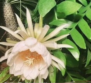Epiphyllum Chrysocardium - €20