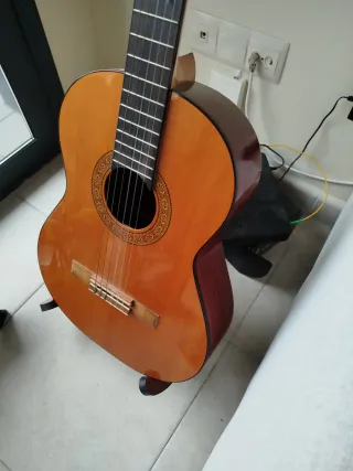 Guitarra Española Clásica admira paloma
