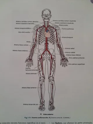 Fundamentos De Anatomia Con Orientacion Clinica...