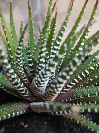 Suculenta Haworthia Zebra