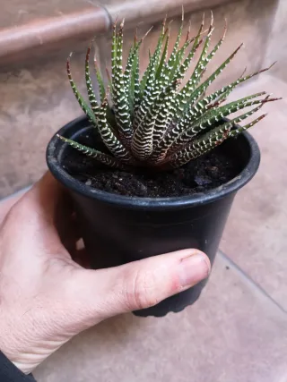 Suculenta Haworthia Zebra
