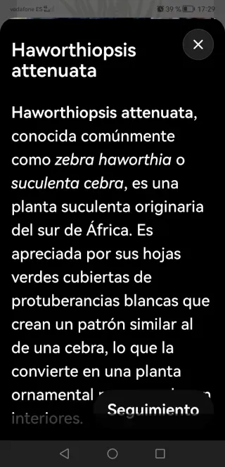 Suculenta Haworthia Zebra