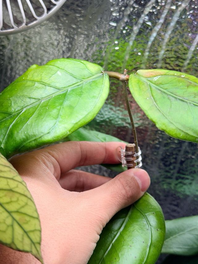 Hoya Aceh Gomas