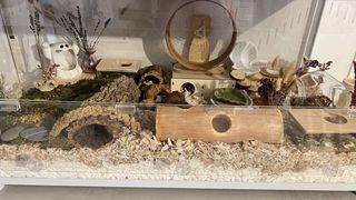 Habitat para hámster 100 cm bucatstate