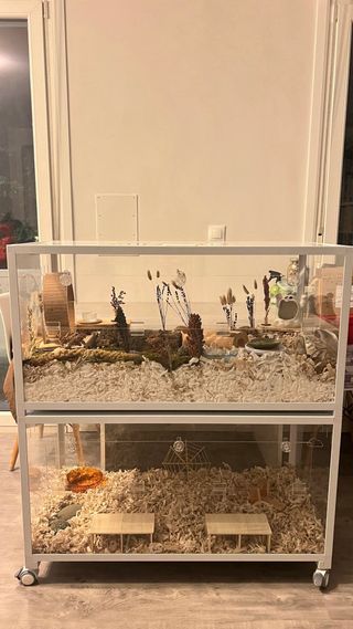 Habitat para hámster 100 cm bucatstate