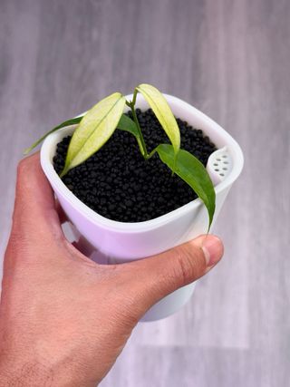 Hoya buotii albomarginata mutation