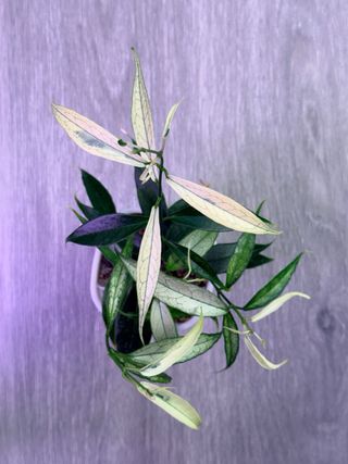 Hoya buotii albomarginata mutation