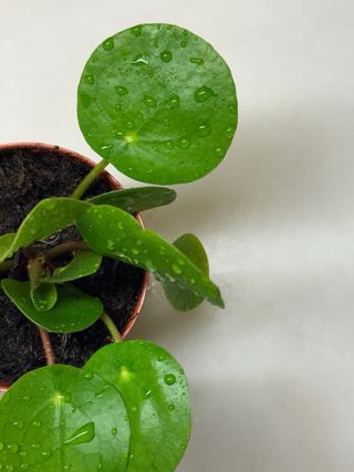 Pilea Peperomioides